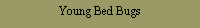 Text Box: Young Bed Bugs